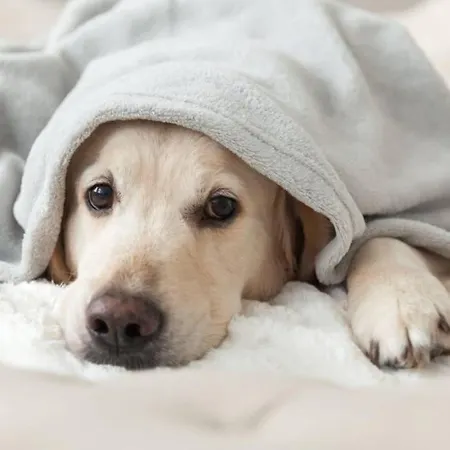 阿尔卡瓦里诺比安克旅馆 酒店 利尼亚诺萨比亚多罗